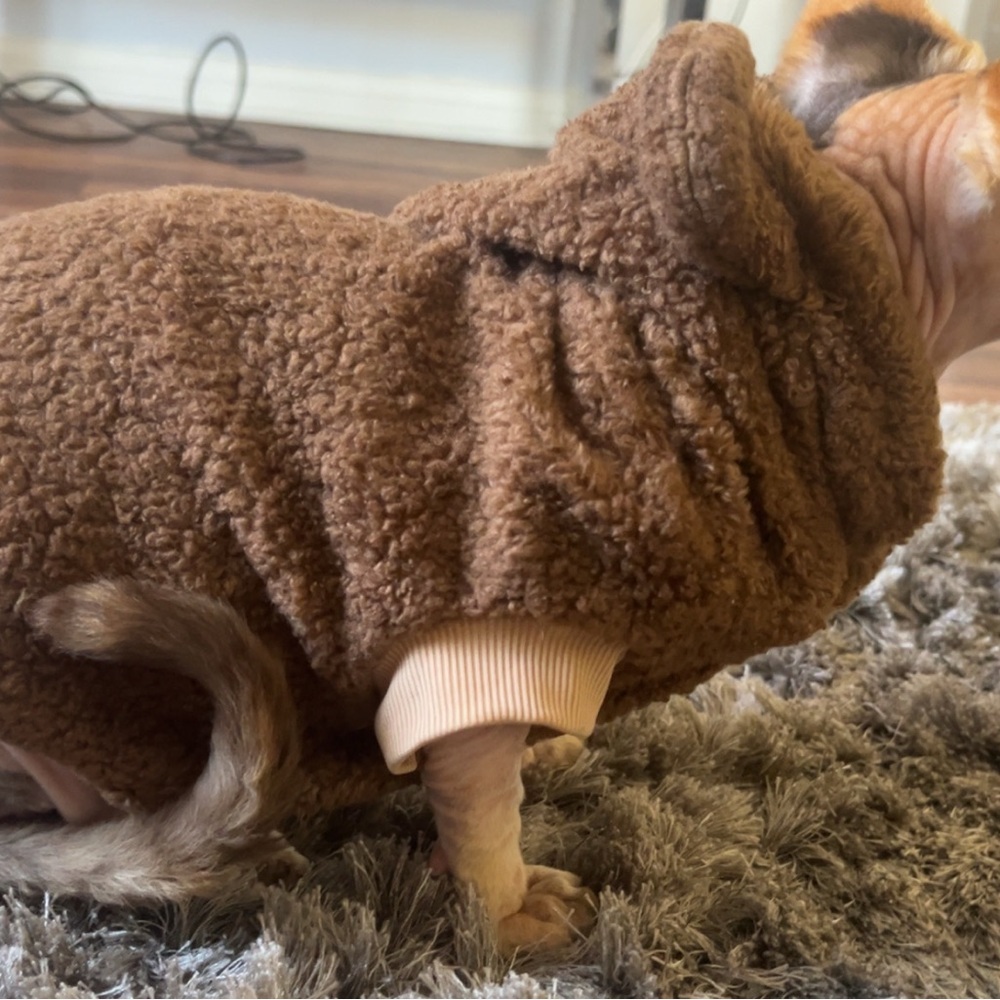 Brown teddy bear hoodie for pets